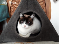 Sensibles Katzenmädchen Vane sucht Lieblingsmenschen