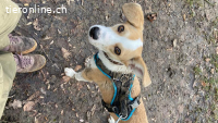 Serua sucht für immer Plätzli