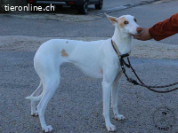 Shai - wunderbare Begleiterin für ein ruhiges Zuhause