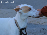 Shai - wunderbare Begleiterin für ein ruhiges Zuhause