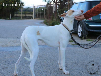 Shai - wunderbare Begleiterin für ein ruhiges Zuhause
