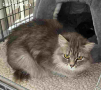 Shalima – eine sanfte Katzenmama auf der Suche nach Geborgen