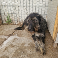 Shanti – auf leisen Pfoten ins Vertrauen