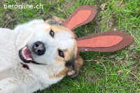 Sharky (3 Jahre) - Kinderfreund sucht Familie
