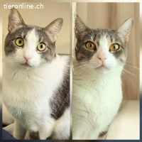 SHARON & SHELLY - DIE UNZERTRENNLICHEN SCHWESTERN