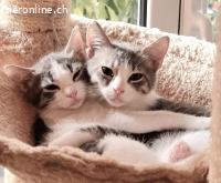 SHARON & SHELLY - DIE UNZERTRENNLICHEN SCHWESTERN