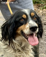 Shelby - eine neue Welt