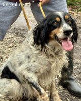 Shelby - Gibt es ein Leben danach?