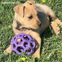 Sherlock – kleiner Entdecker mit grossem Herz