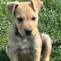 Sherlock – kleiner Entdecker mit grossem Herz