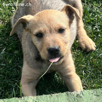 Sherlock – kleiner Entdecker mit grossem Herz