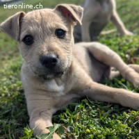 Sherlock – kleiner Entdecker mit grossem Herz