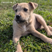 Sherlock – kleiner Entdecker mit grossem Herz