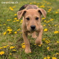 Sherlock – kleiner Entdecker mit grossem Herz