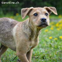 Sherlock – kleiner Entdecker mit grossem Herz