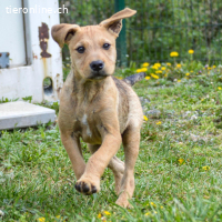 Sherlock – kleiner Entdecker mit grossem Herz