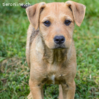 Sherlock – kleiner Entdecker mit grossem Herz