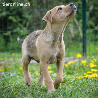 Sherlock – kleiner Entdecker mit grossem Herz