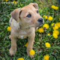 Sherlock – kleiner Entdecker mit grossem Herz