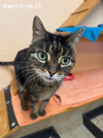 Shila – Seniorin mit Charakter und grosser Spielfreude