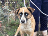 Shirley-4, freundlicher, netter und lieber Kerl