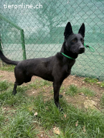 Shiva, Sinka, Hündin, geb. ca. 06.2022, 43 cm, 14 kg Notfall