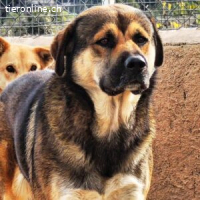 Sibilo -  wünscht sich endlich ein schönes Zuhause