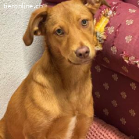 Siena - neugierig und verspielt