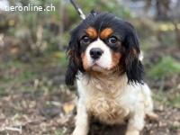 Sifra, dankbare, freundliche und liebe Vierbeinerin