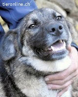 Silvana - im Eilschritt nach Hause?