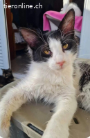 Silvestro und Ririka, zwei junge, verspielte Katzengeschwist