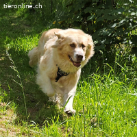 Simba - ein herzensguter Riese sucht seinen „Ankerplatz“