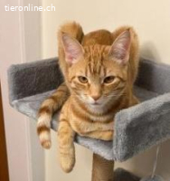 Simba&Garip 9Mt. suchen zus. Zuhause in Wohnungshaltung