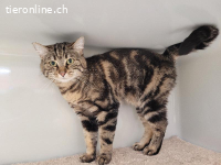 Simba & Tüfeli, ca 2-5 Jahre, weibl, kastr, freundlich