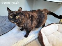 Simba & Tüfeli, ca 2-5 Jahre, weibl, kastr, freundlich