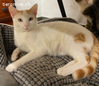 Simba - verschmuster Schönling