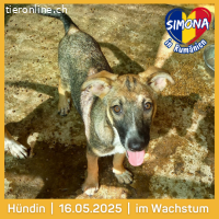 Simona, freundlich, aufgeschlossen sucht ihre Familie