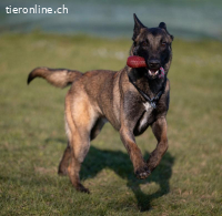 Simply, the best Malinois