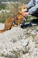 Sinny (1-2 Jahre)- Sonnenschein sucht ihren Menschen