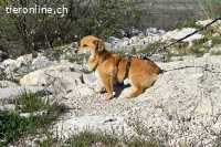 Sinny (1-2 Jahre) – Sonnenschein sucht ihren Menschen