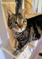 SIR HUMPHREY - EIN KAEMPFER DER NIE AUFGEGEBEN HAT