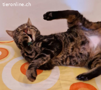 SIR HUMPHREY - EIN KAEMPFER DER NIE AUFGEGEBEN HAT