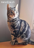 SIR HUMPHREY - EIN KAEMPFER DER NIE AUFGEGEBEN HAT