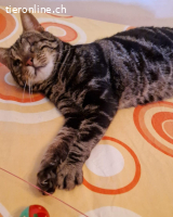 SIR HUMPHREY - EIN KAEMPFER DER NIE AUFGEGEBEN HAT