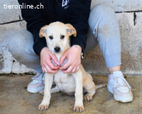 Sirette - ...und Sniffy halten zusammen