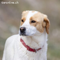 Sissi  – vorsichtige Schmusebacke