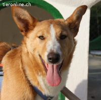 Sita – ein Blick, der bleibt, und ein Herz voll Lebensfreude