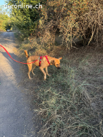 Skippy ein Überlebungskünstler sucht sein Zuhause
