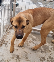 Skippy ein Überlebungskünstler sucht sein Zuhause