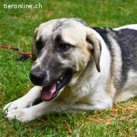 Skitter - Ein Jahr im Schatten – jetzt will er ins Licht!